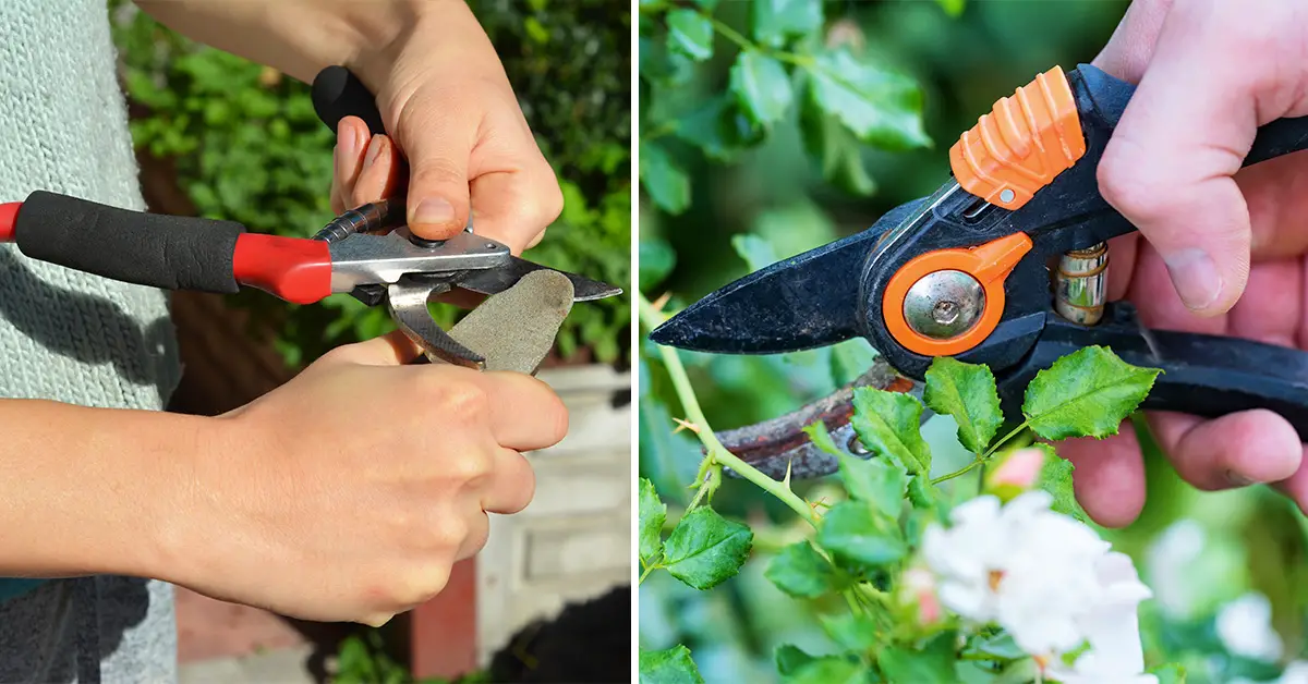 Learn How to Clean & Sharpen Pruning Shears from a Master Gardener