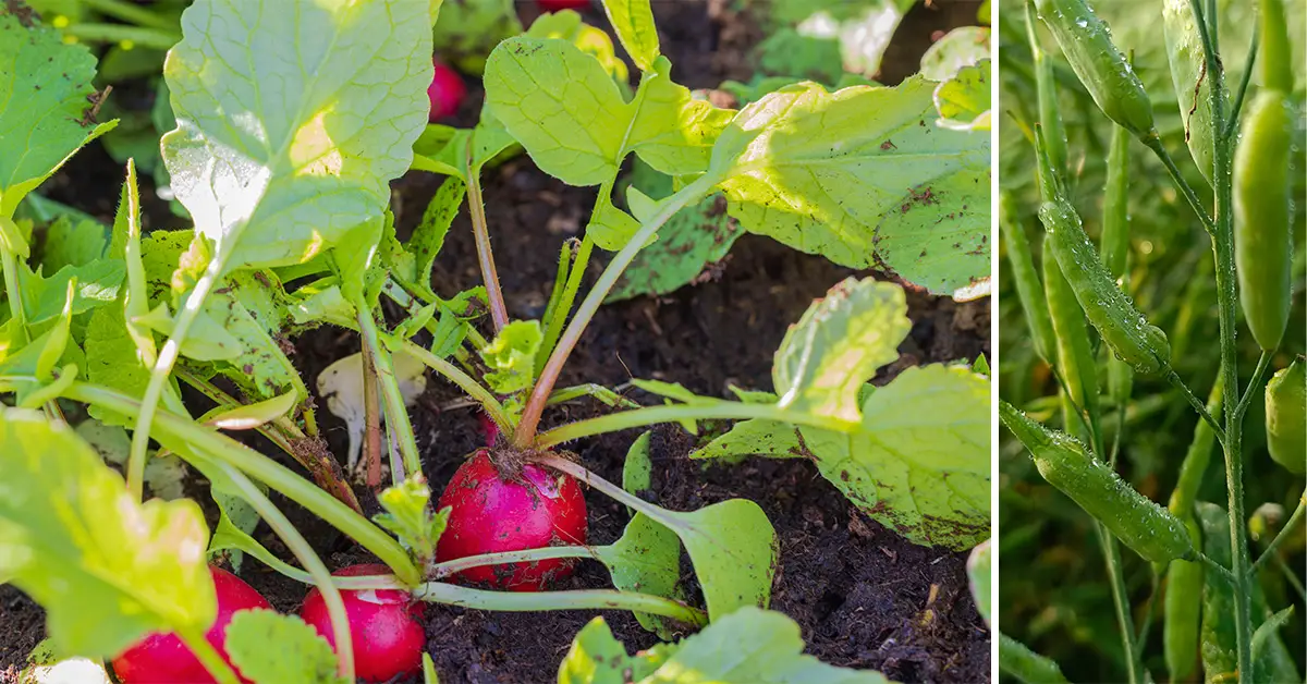 radish seed pods