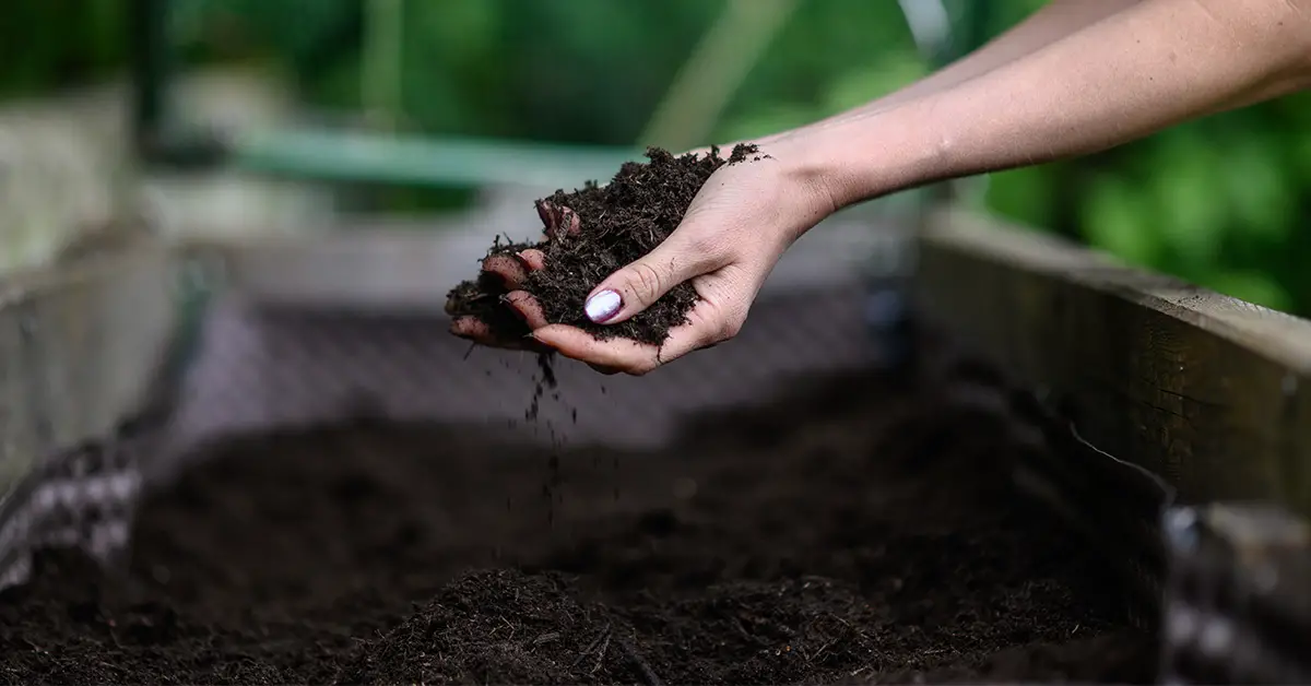 raised garden bed dirt