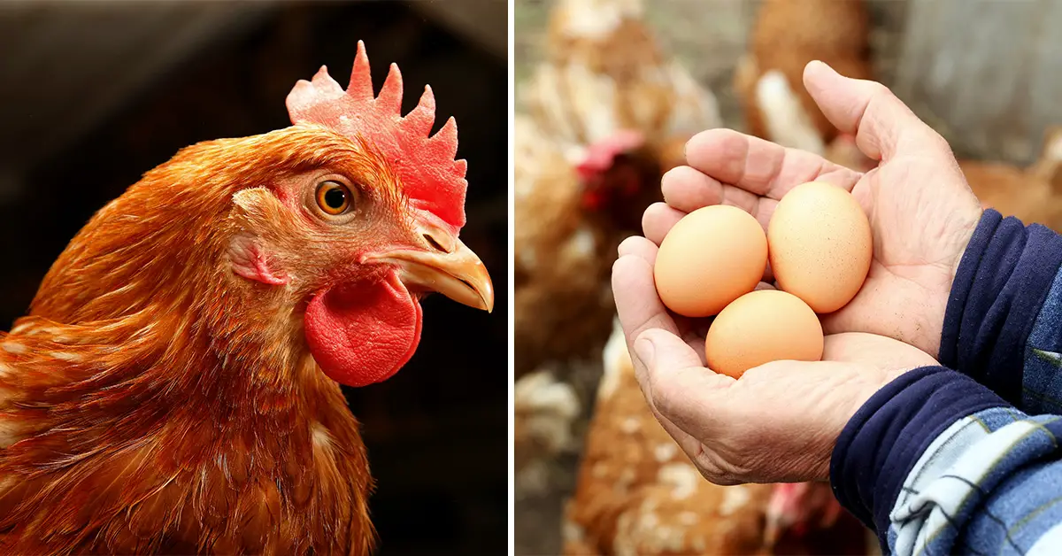 6 Reasons Why Keeping Chickens is a 