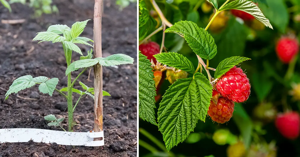raspberries