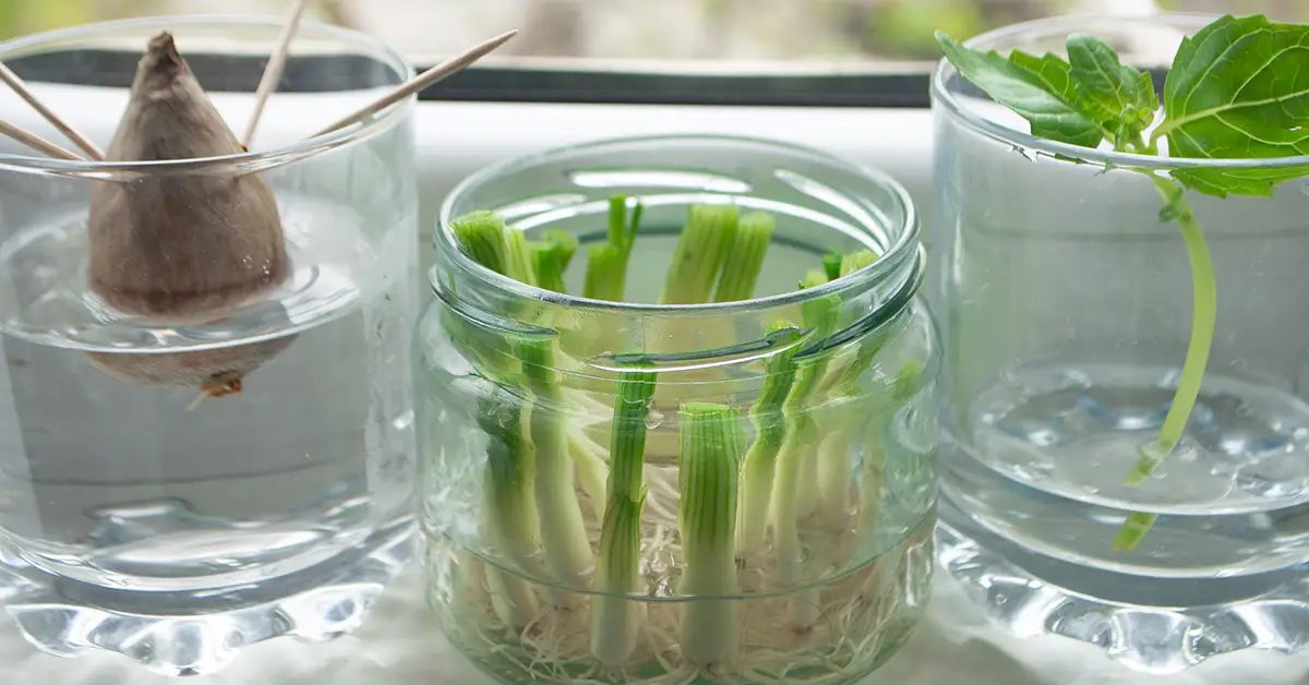 regrow kitchen scraps