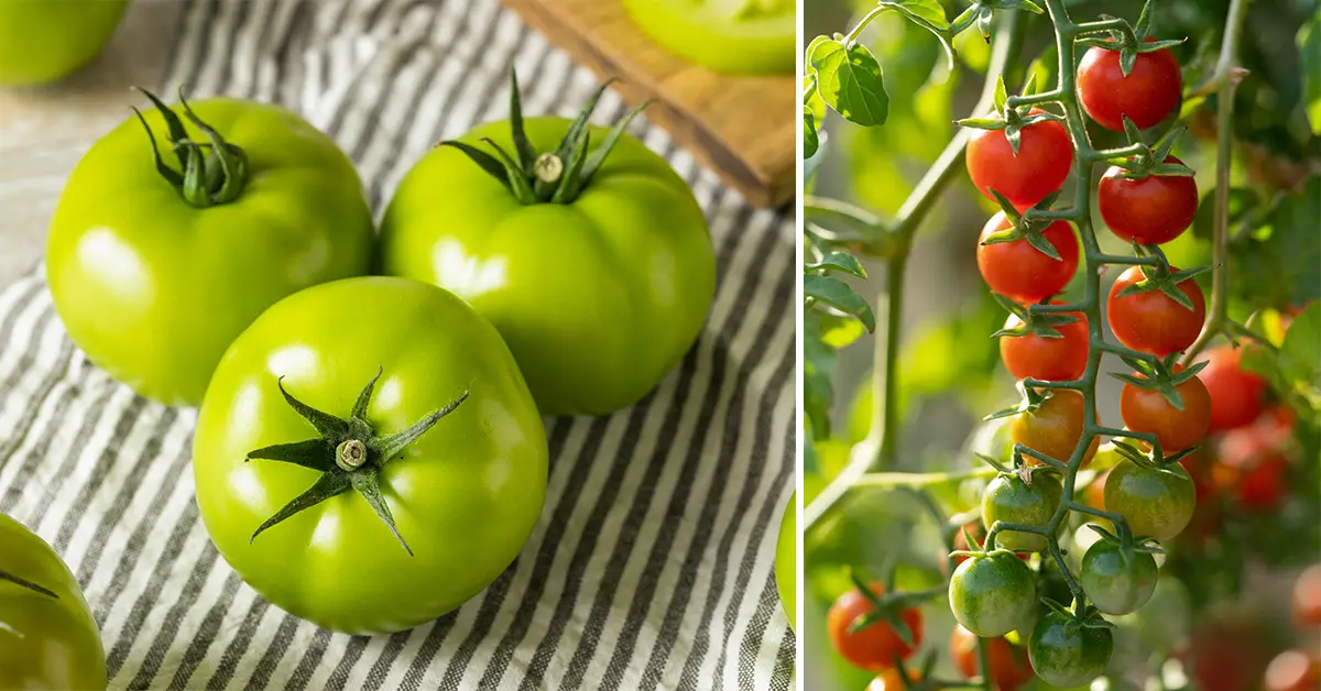 ripen tomatoes
