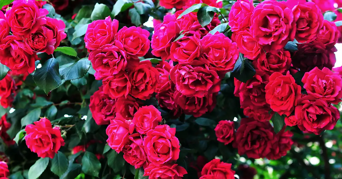 rose hedge