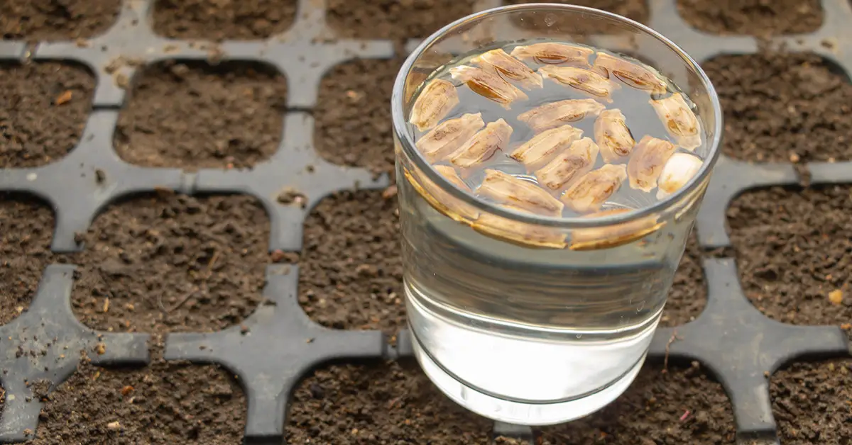 soaking seeds