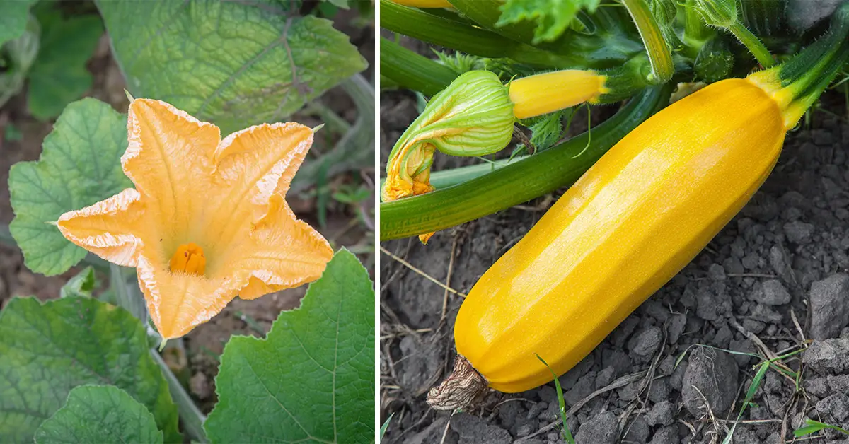 squash pollination