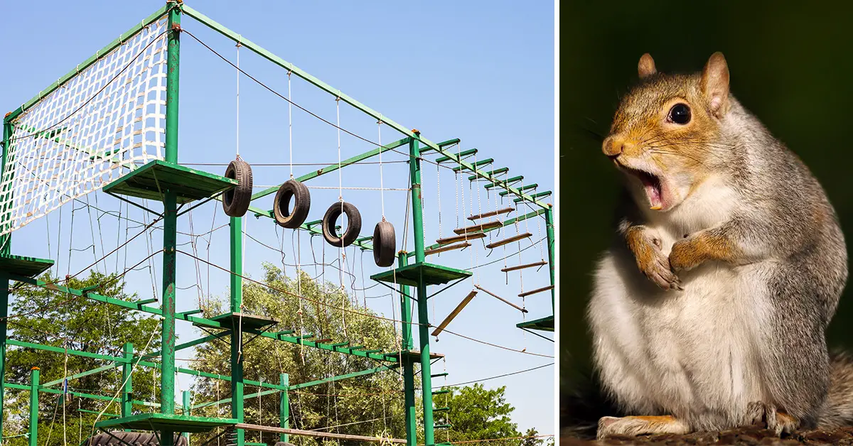 squirrel proof bird feeder