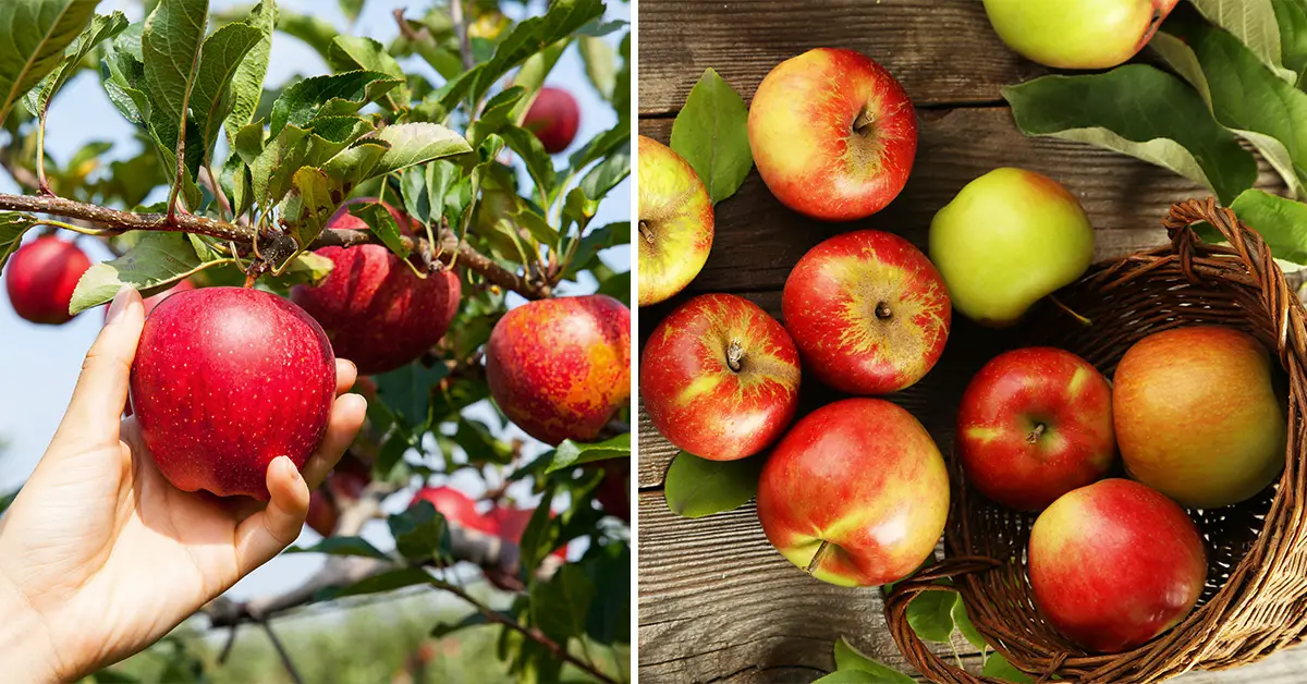 storing apples