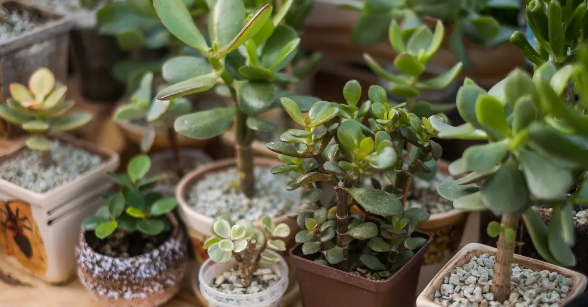 succulents