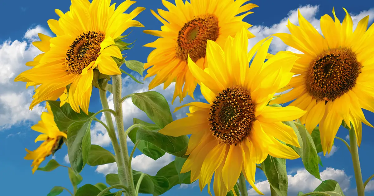 sunflowers