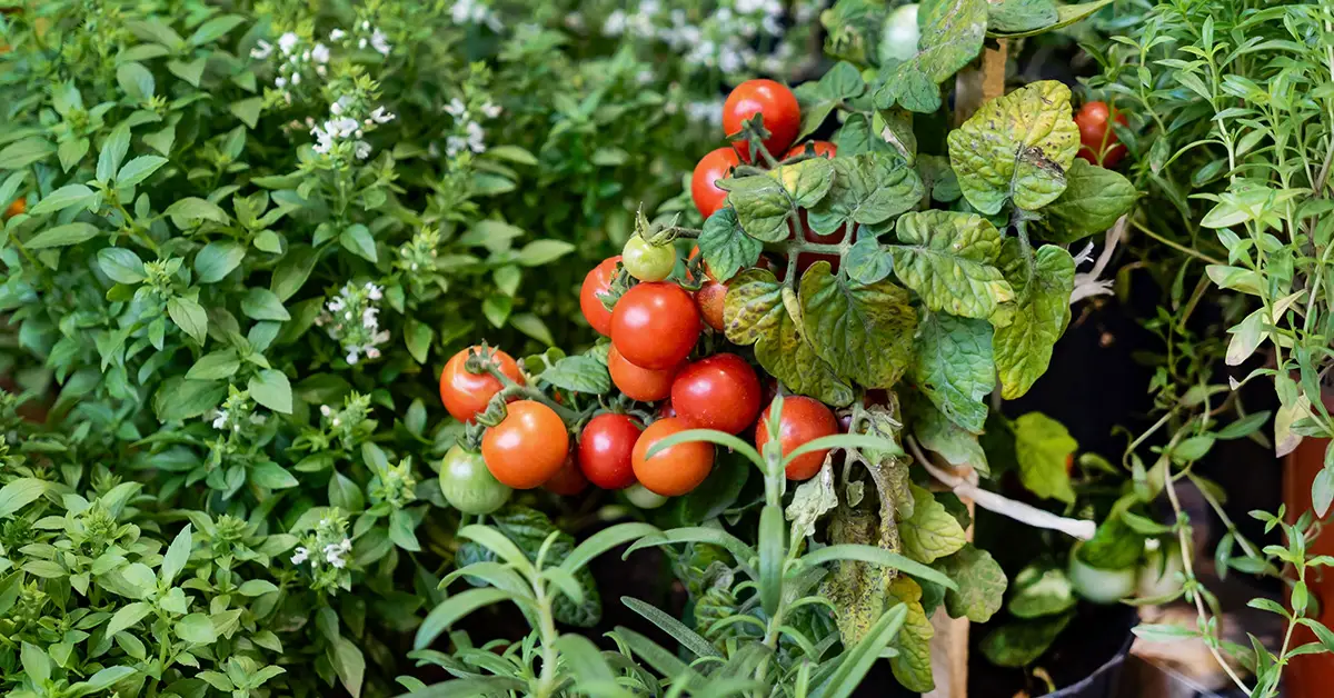 14 Companion Plants for Tomatoes Proven to Benefit Your Harvest