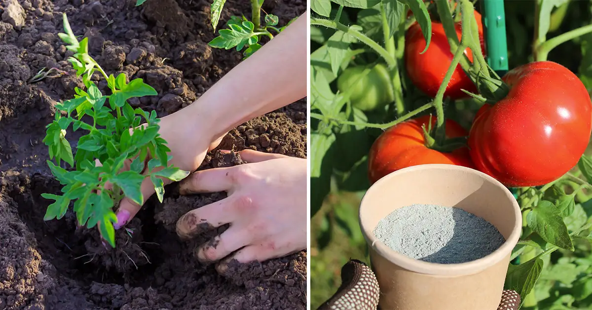 tomato fertilizer