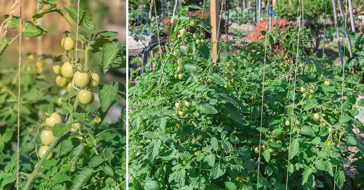 tomato trellis