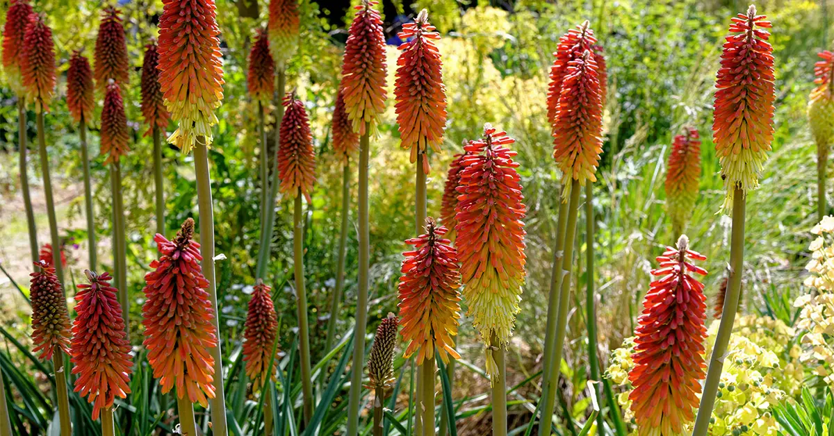 torch lily
