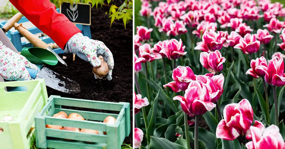 tulip bulbs