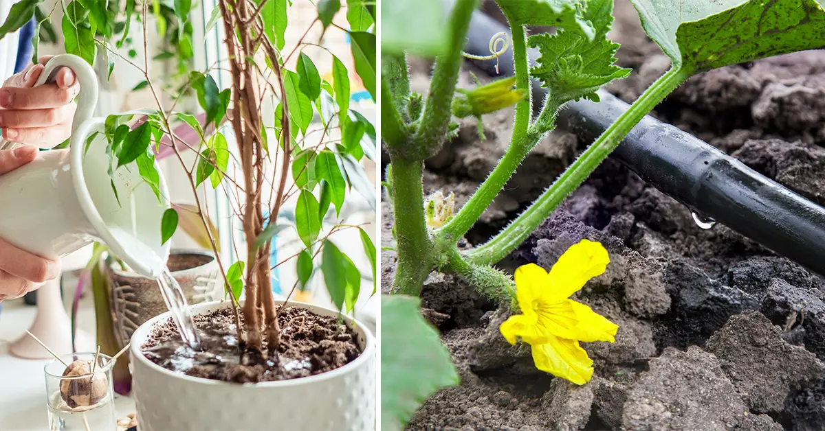 watering plants