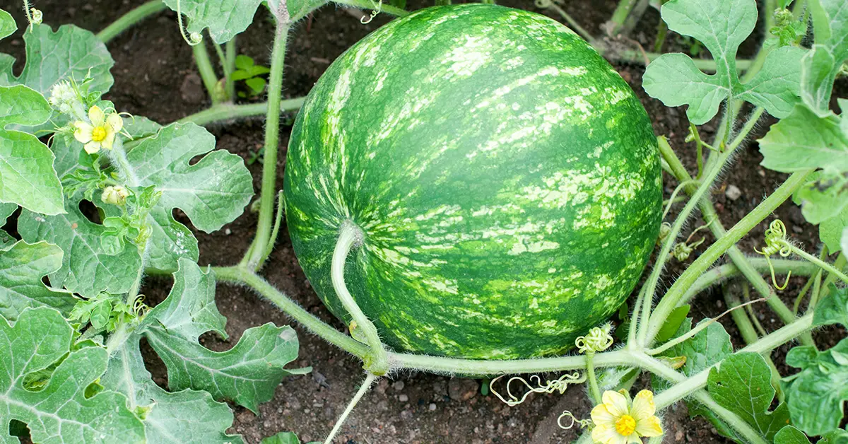 watermelon