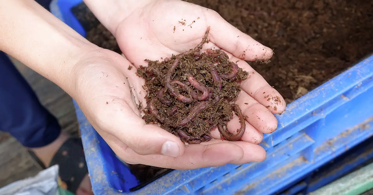 worm bin