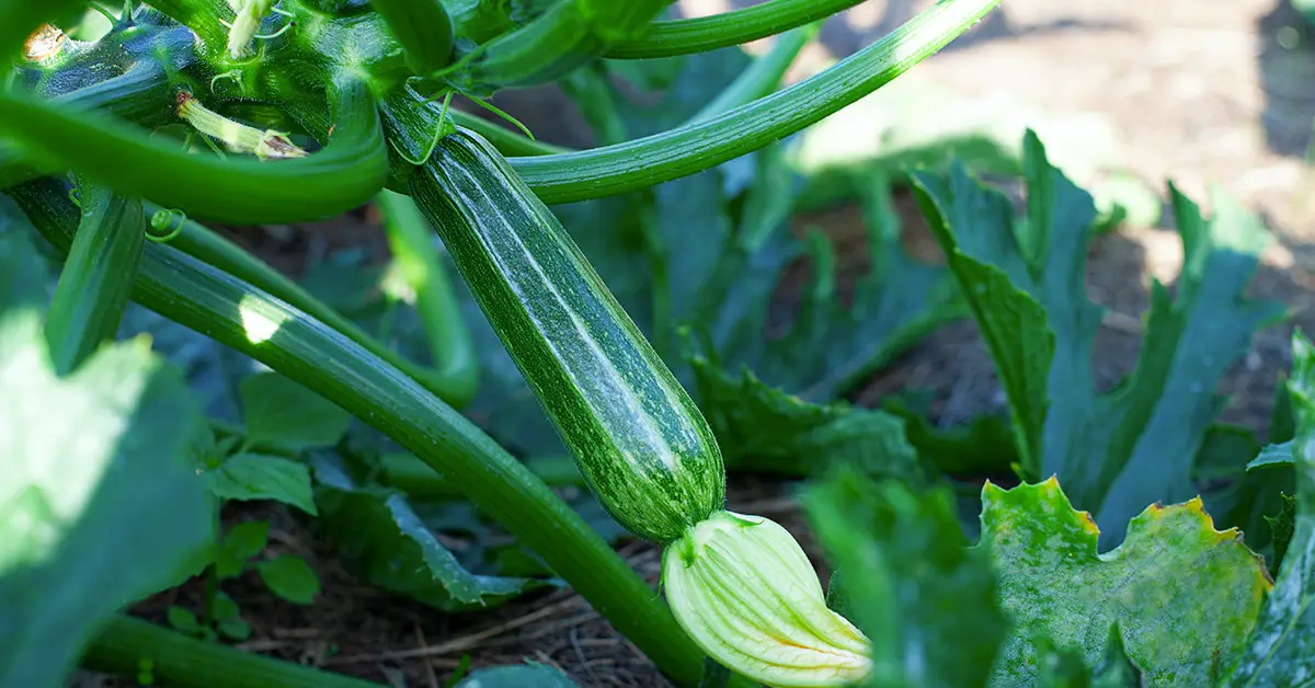 How To Prune Zucchini For Maximum Harvest Prevent Disease   Zuchini 