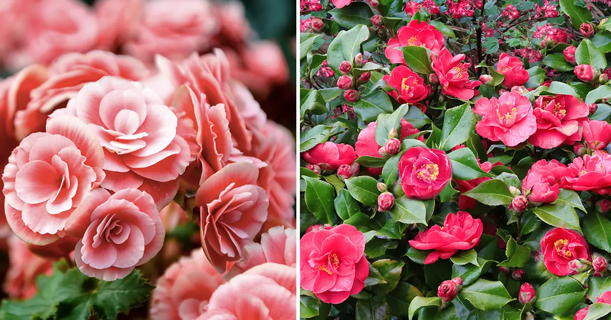 camellia