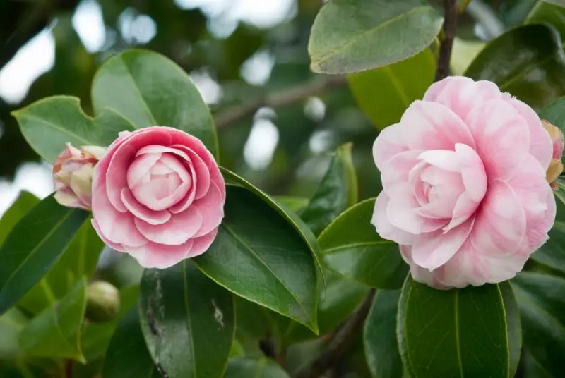 Camellia blooms