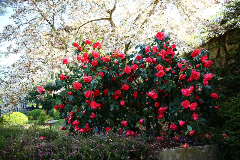 5 Tips For The Most Beautiful Camellia Blooms