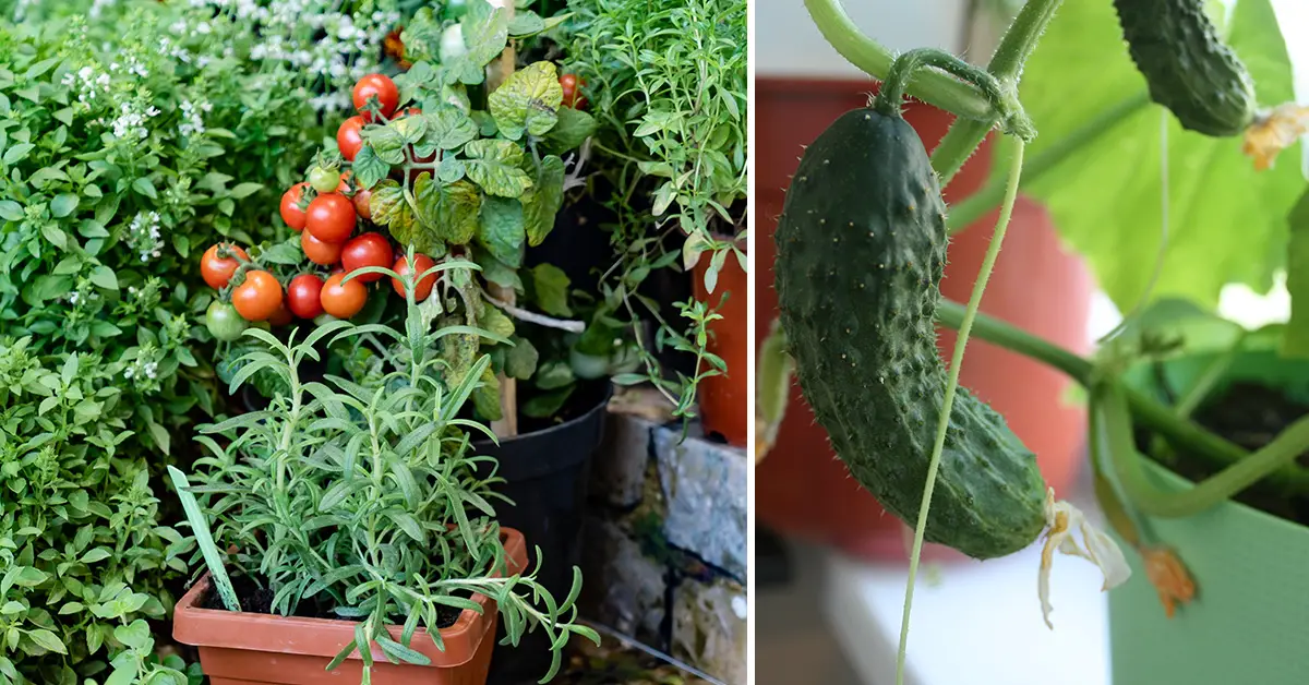 container gardening
