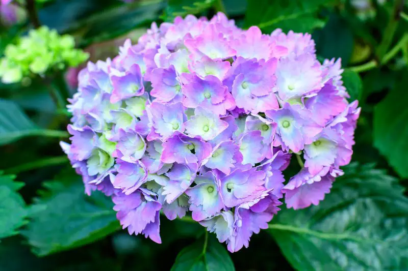 hydrangea in pot