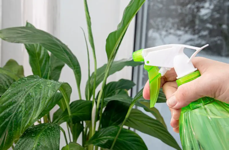 What to Do Instead of Misting Your Houseplants