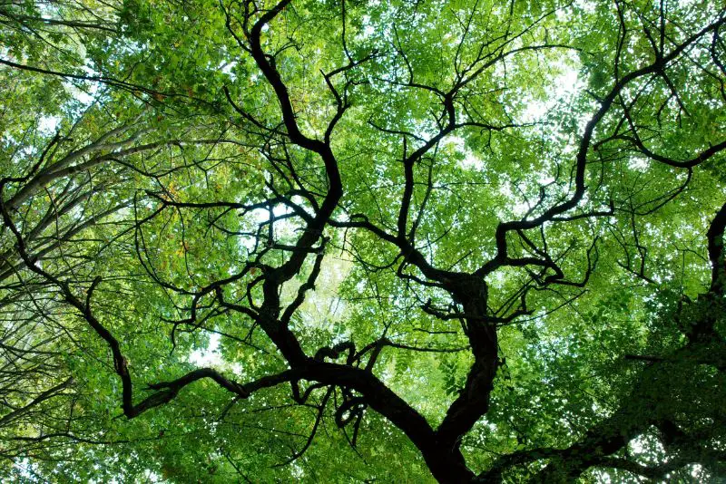 tree