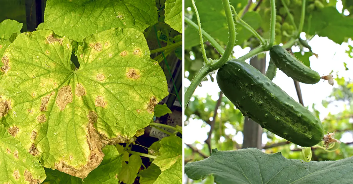 don't make this cucumber mistake