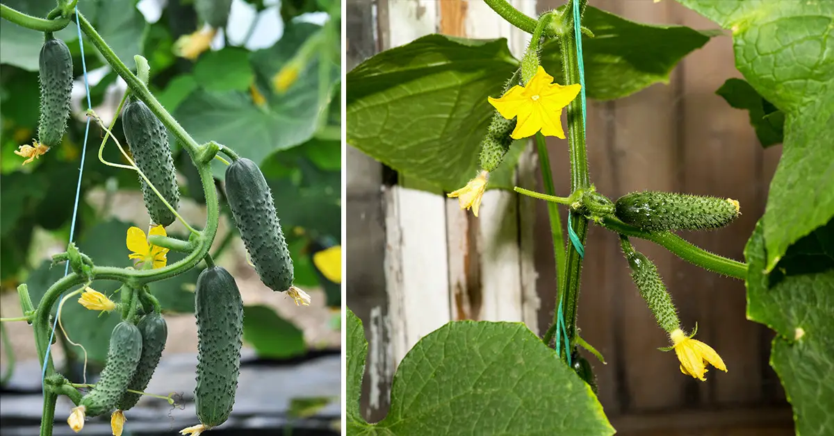 cucumber trellis system