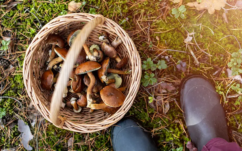 grow or forage your food