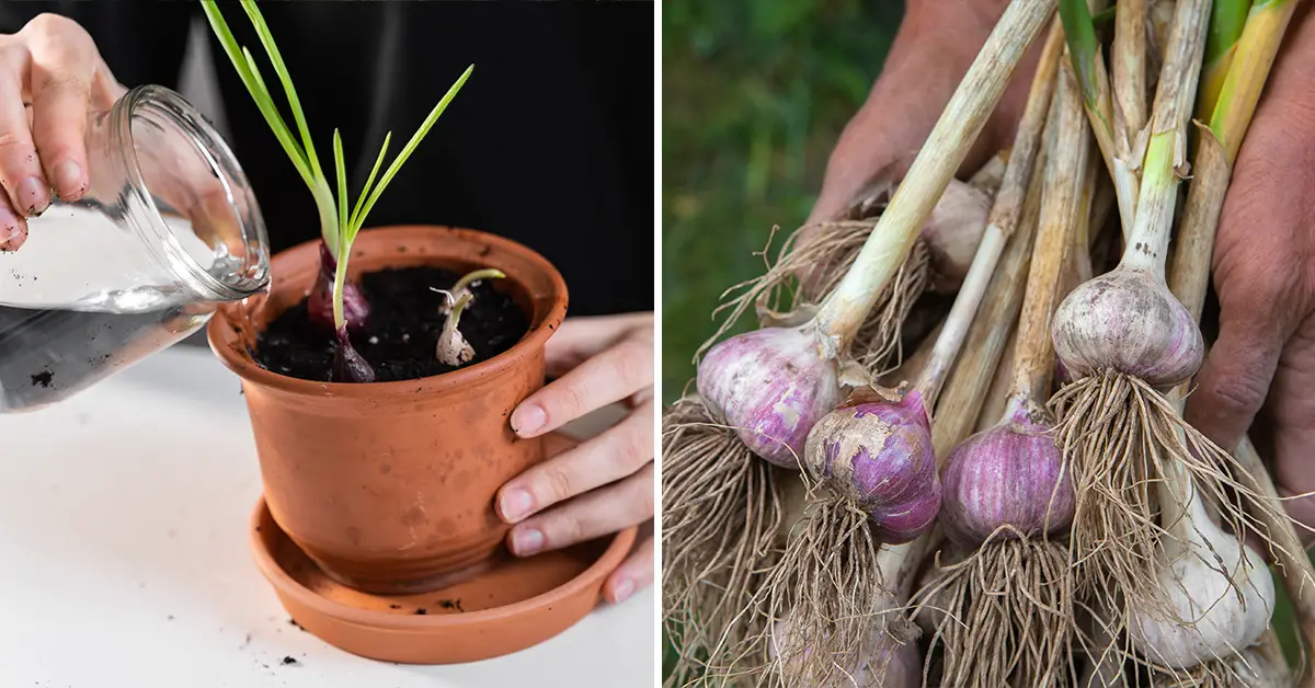 how to grow garlic