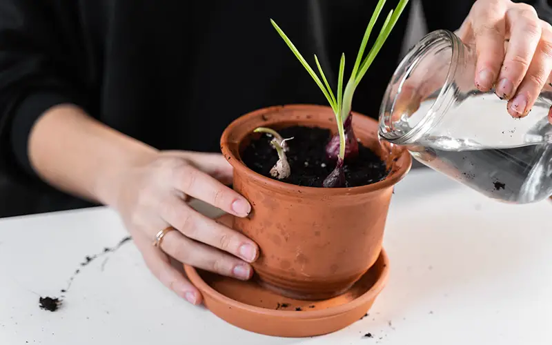 how to grow garlic