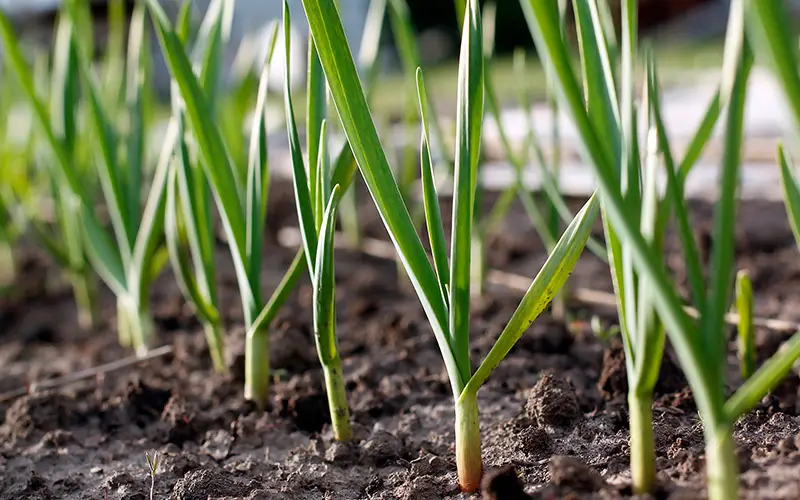 How to Grow Garlic: A Simple Guide for Beginners