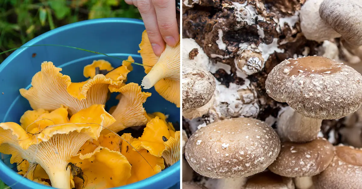 grow mushrooms in 5 gallon bucket