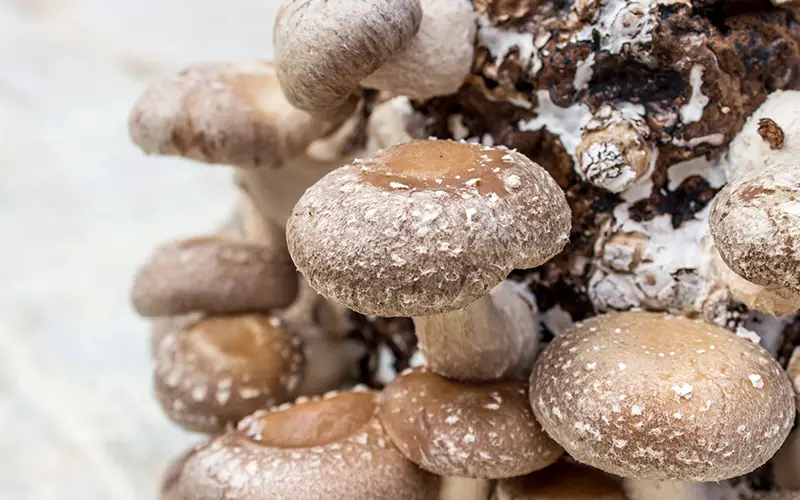 grow mushrooms in 5 gallon bucket