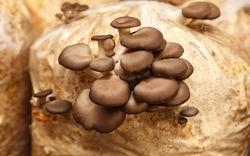 grow mushrooms in 5 gallon bucket
