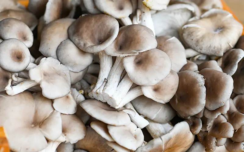 grow mushrooms in 5 gallon bucket