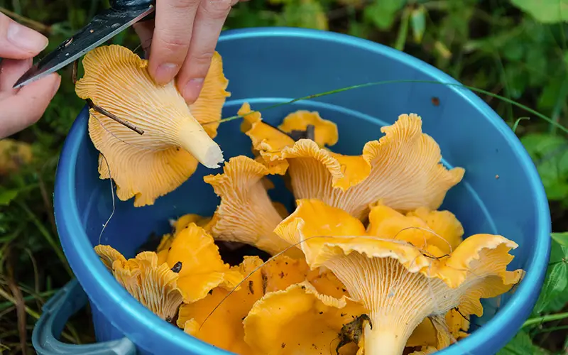 grow mushrooms in 5 gallon bucket