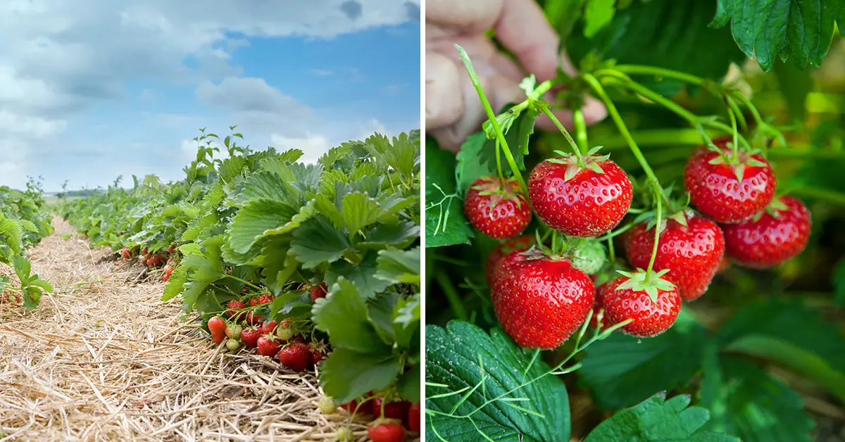 how to grow strawberries