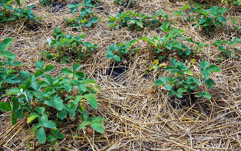 how to grow strawberries