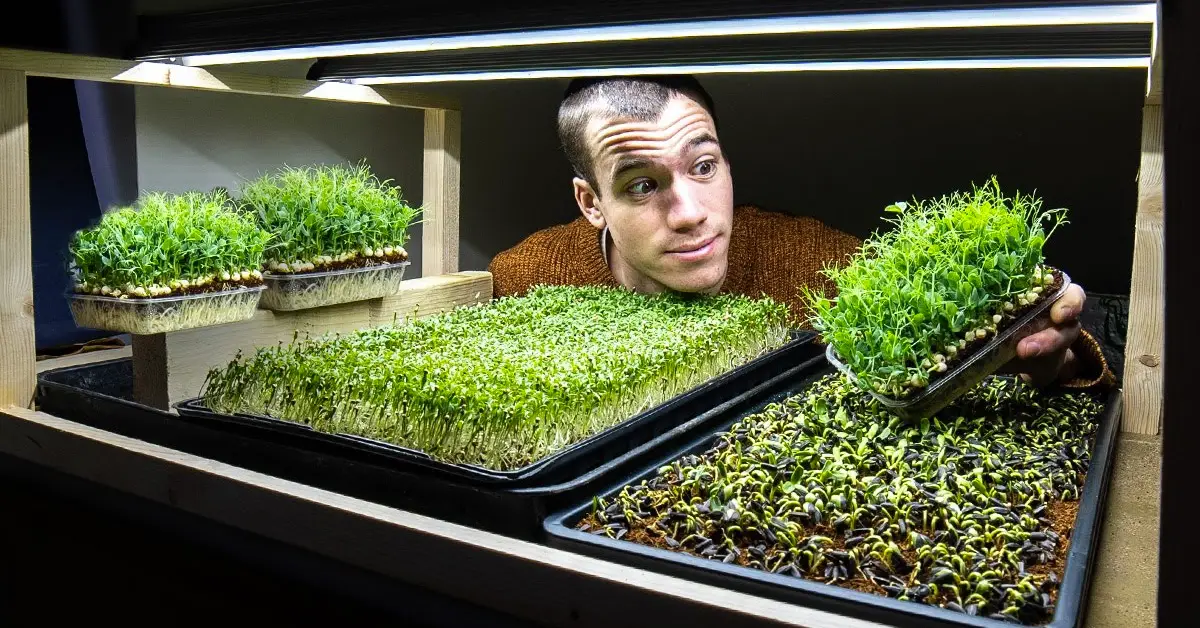 how to grow microgreens