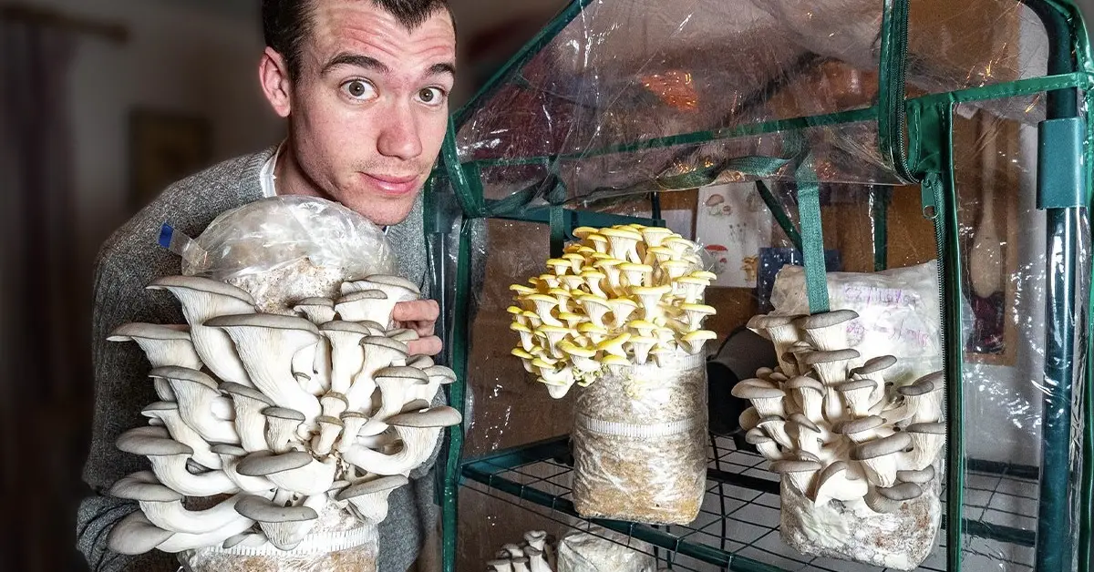 See Days 1 to 60 for How to Grow Mushrooms at Home