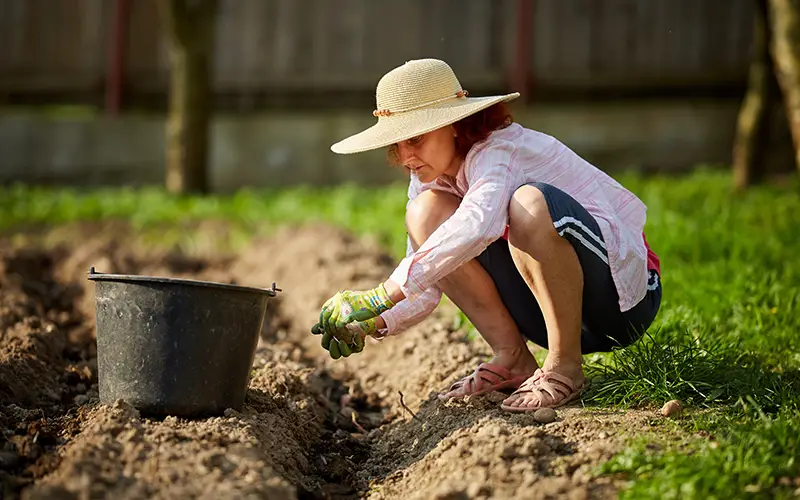 how to plant potatoes