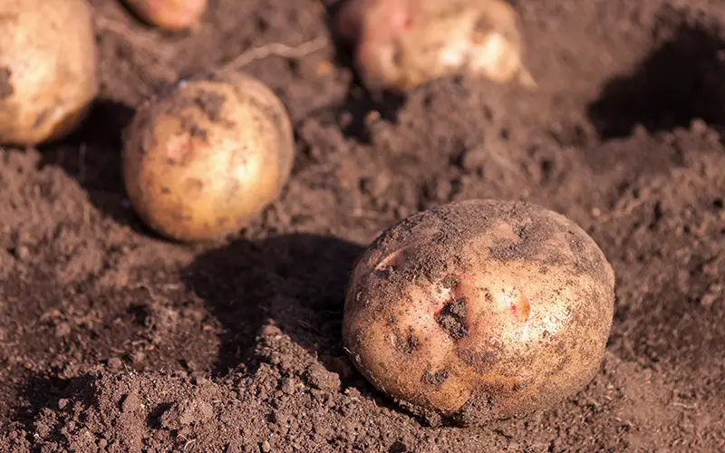 how to plant potatoes