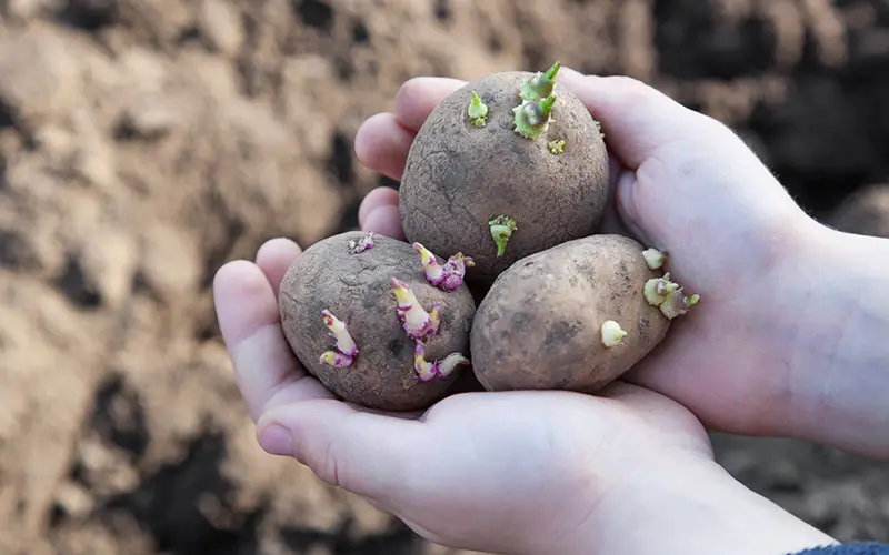 how to plant potatoes