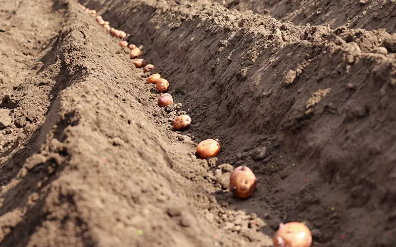 how to plant potatoes