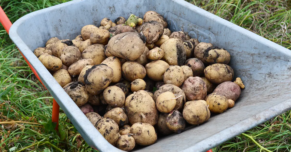 potato harvest